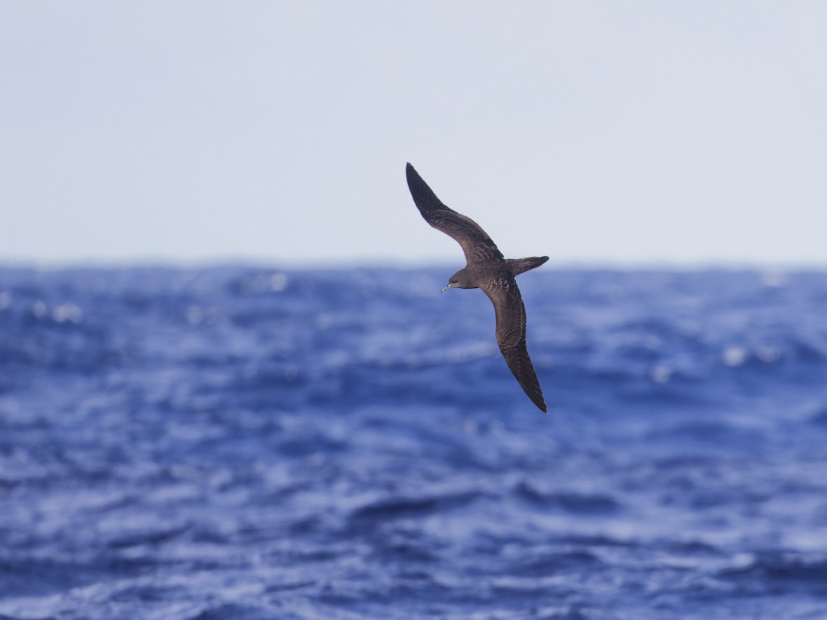 Wedge-tailed Shearwater - Angus Wilson