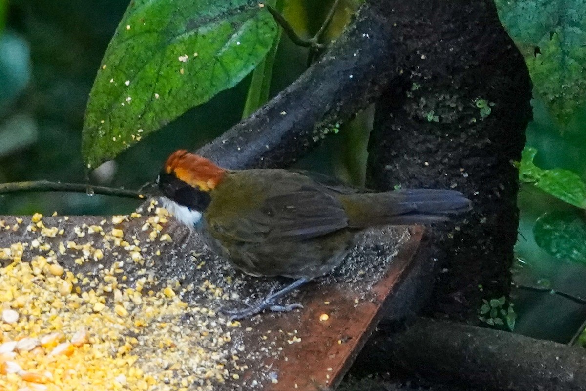 Chestnut-capped Brushfinch - Celesta von Chamier