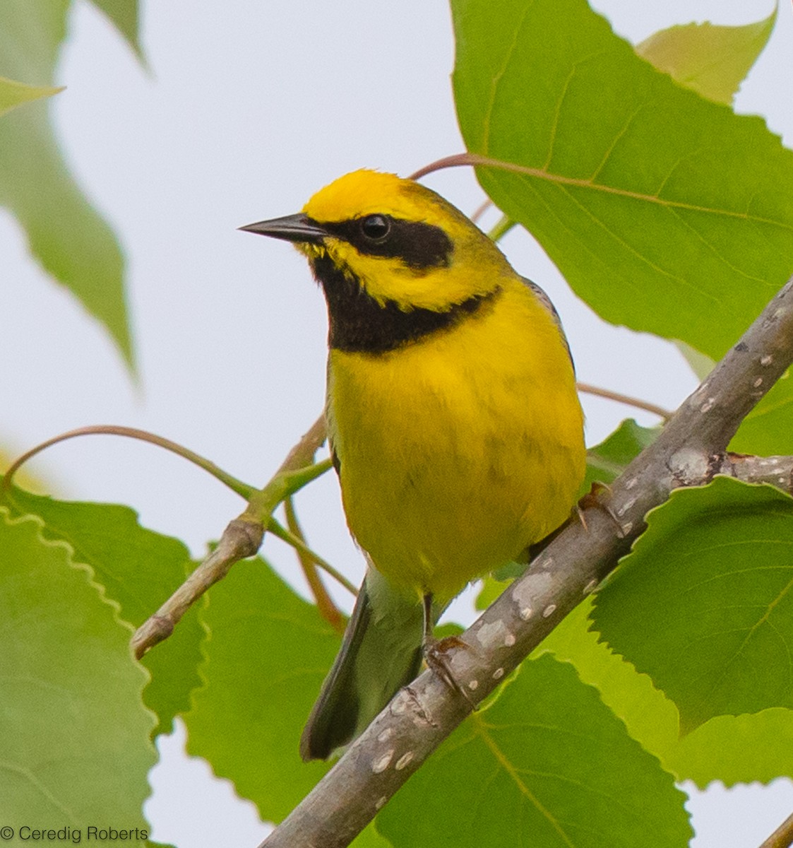 Lawrence's Warbler (hybrid) - ML619482670