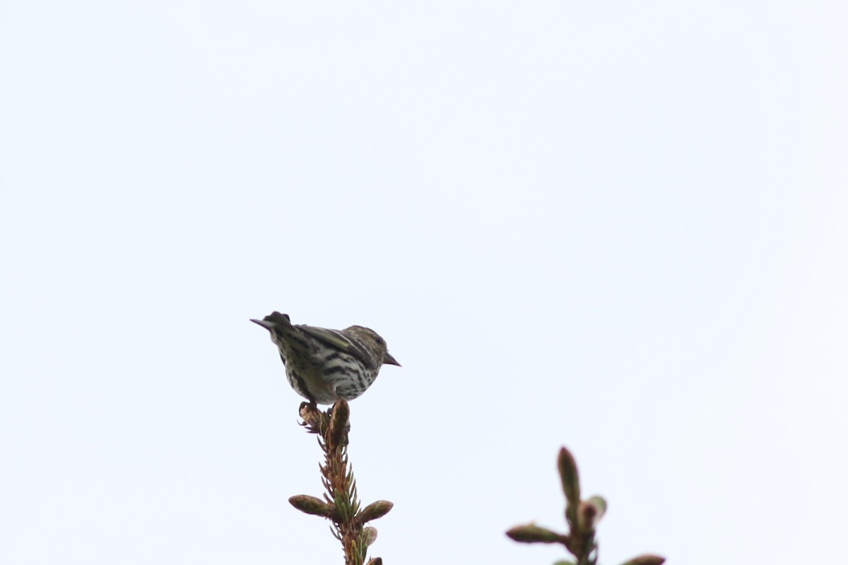 Pine Siskin - Lily Morello