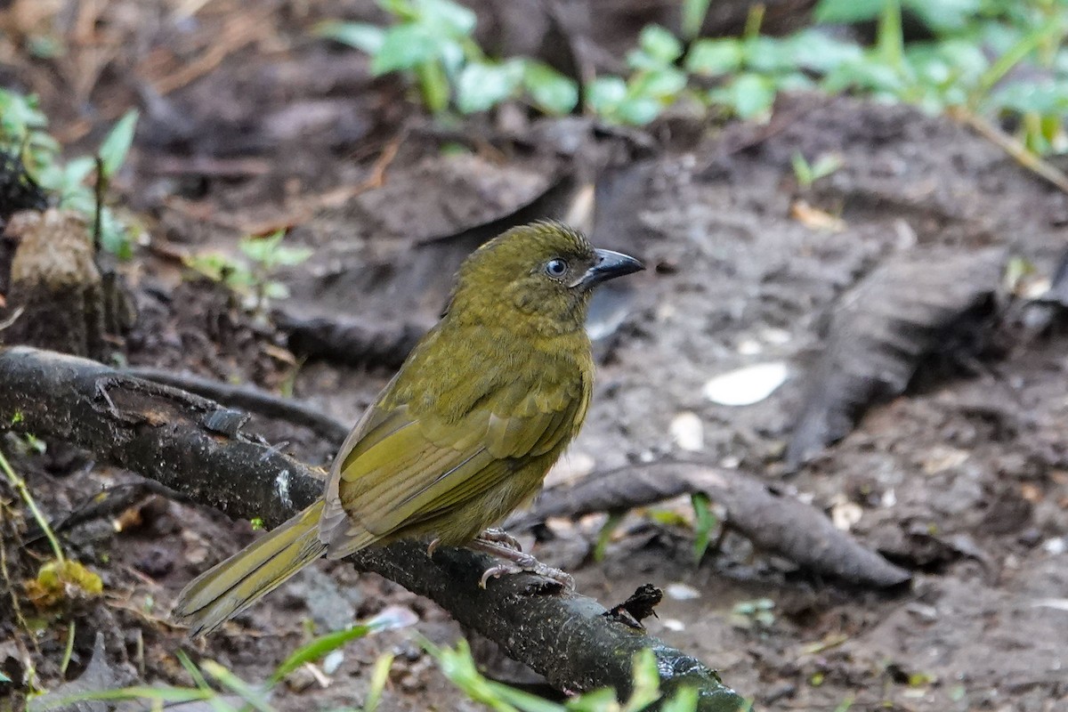 Ochre-breasted Tanager - Celesta von Chamier