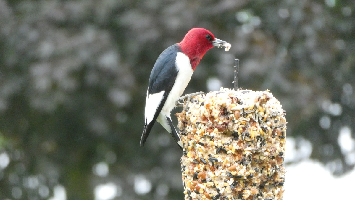 Red-headed Woodpecker - ML619482677