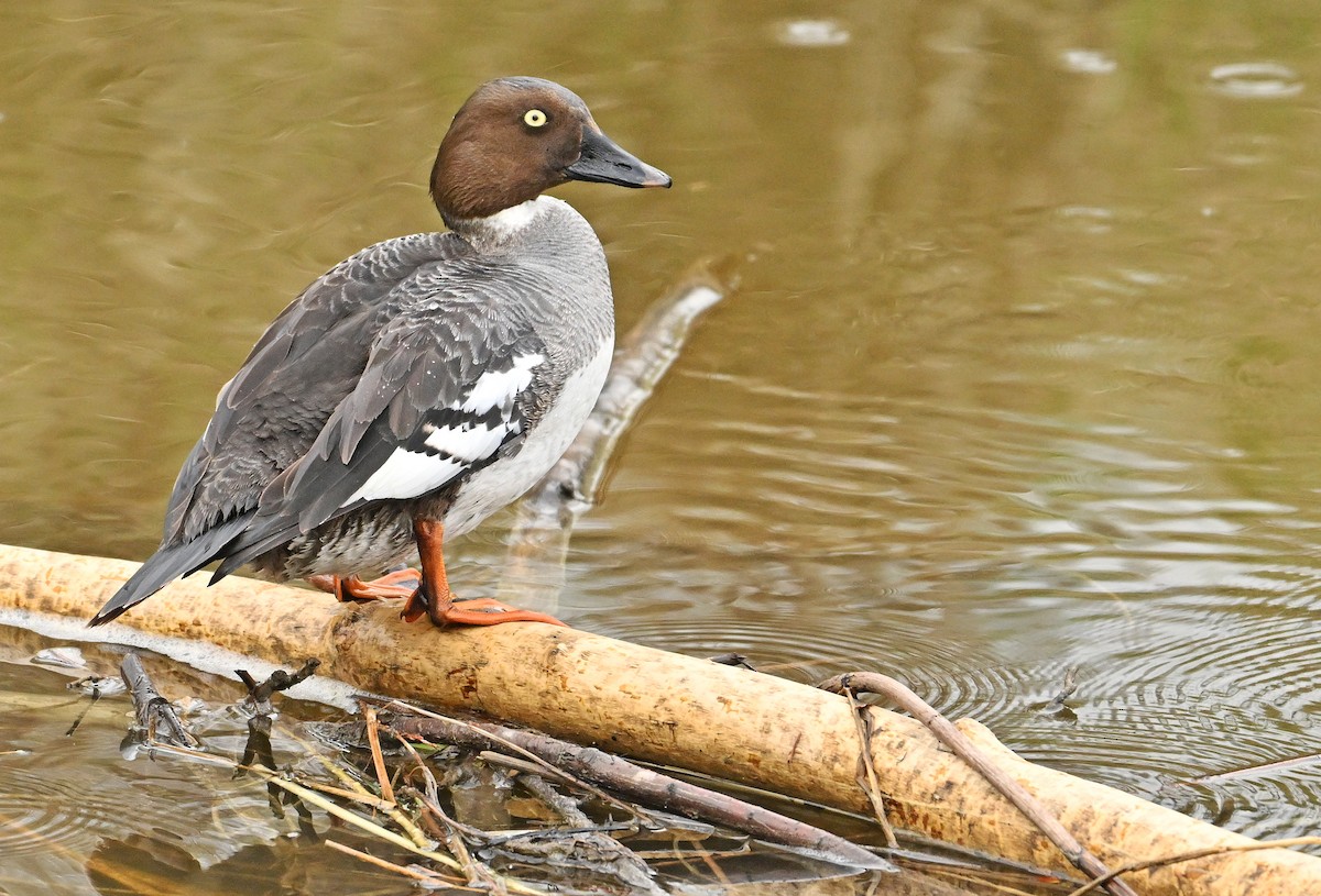 Common Goldeneye - Wayne Oakes