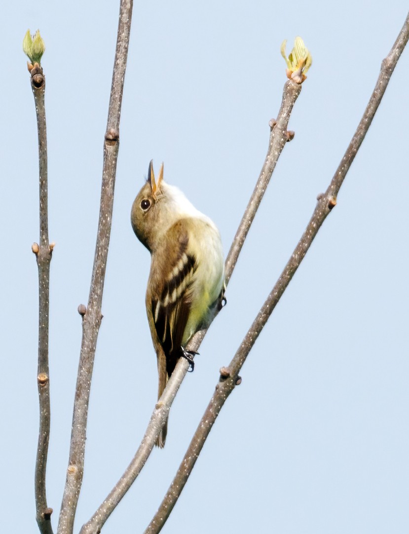 Alder Flycatcher - Michel Laquerre