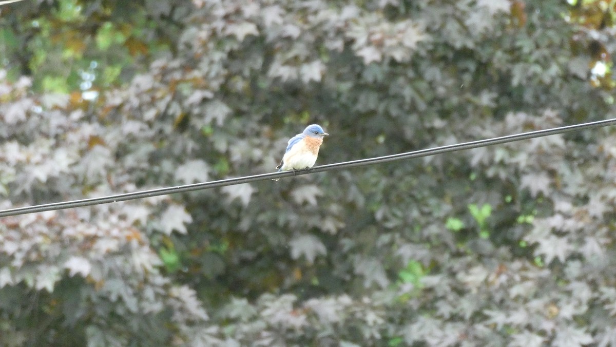 Eastern Bluebird - Mark Burns