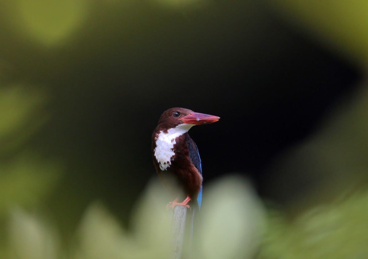 White-throated Kingfisher - sheau torng lim