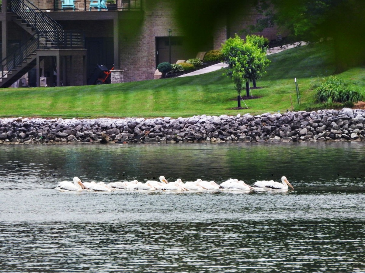 American White Pelican - ML619482704