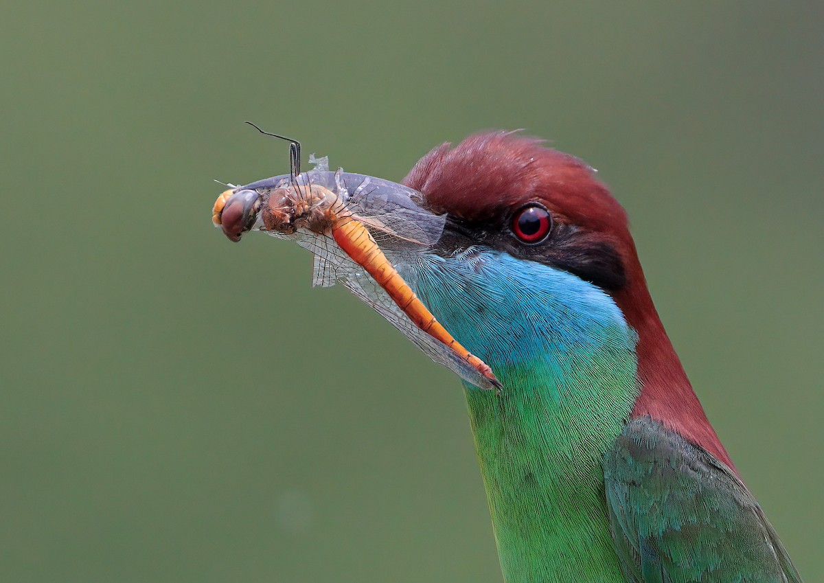 Blue-throated Bee-eater - sheau torng lim