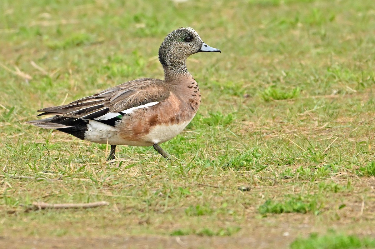 American Wigeon - Wayne Oakes