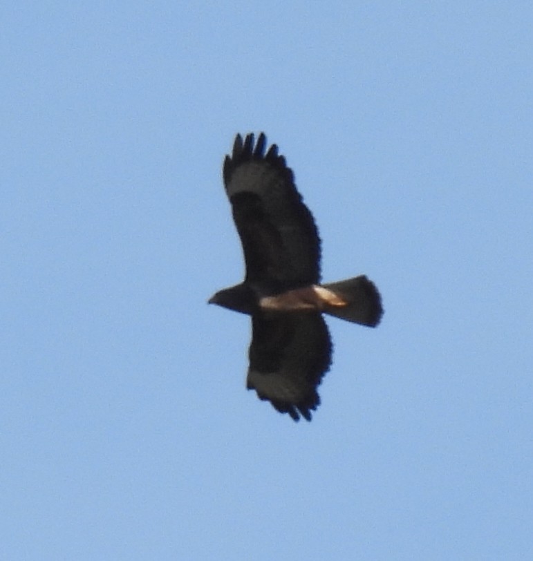 Common Buzzard - Susanne Meidel