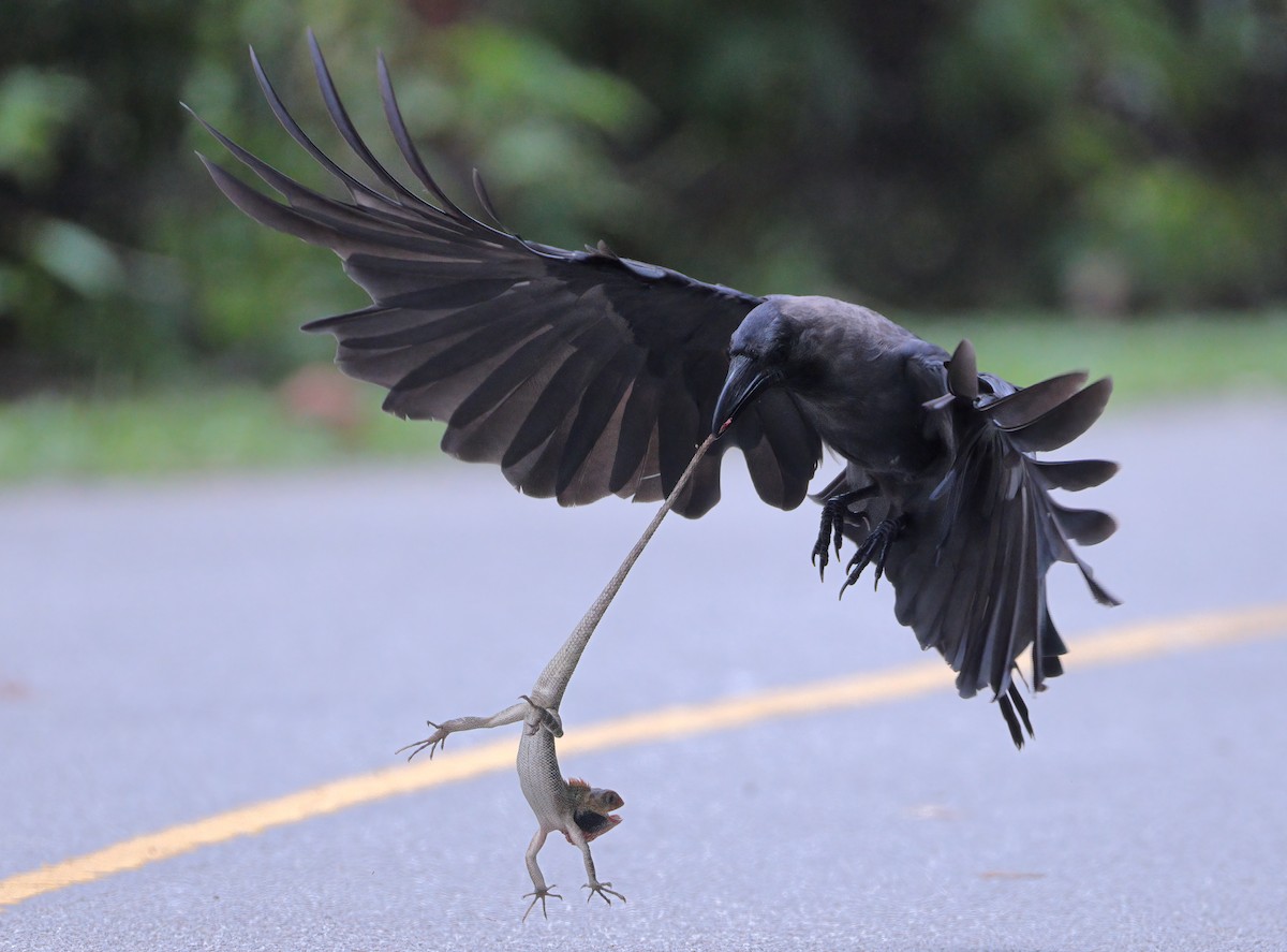 House Crow - sheau torng lim