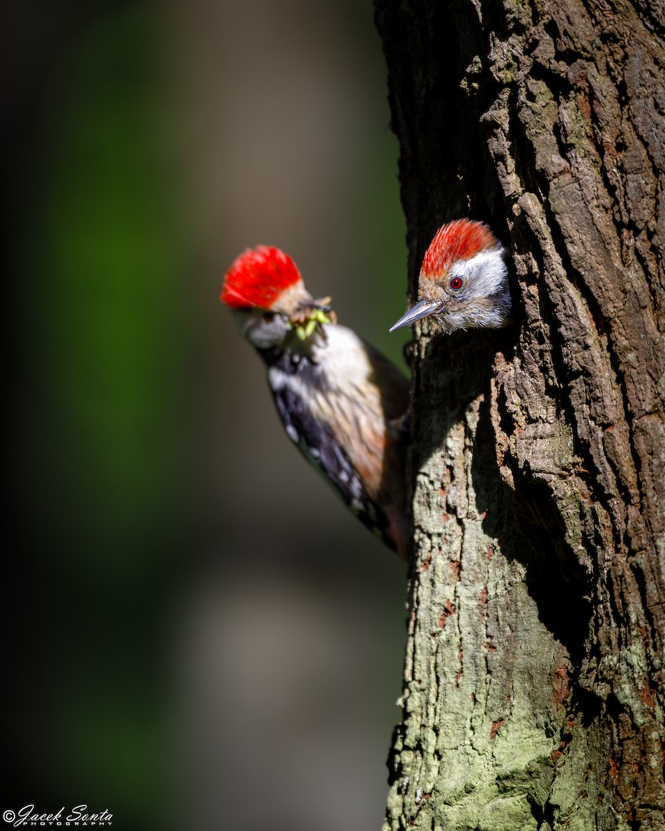Middle Spotted Woodpecker - Jacek Sońta