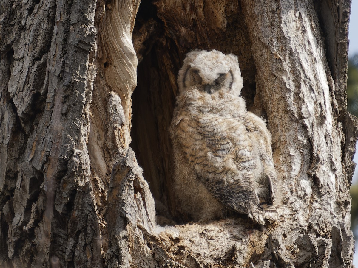 Great Horned Owl - Edith Holden