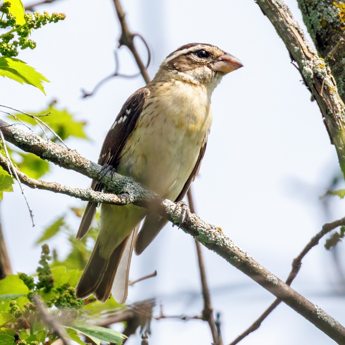 Rose-breasted Grosbeak - Michel Laquerre