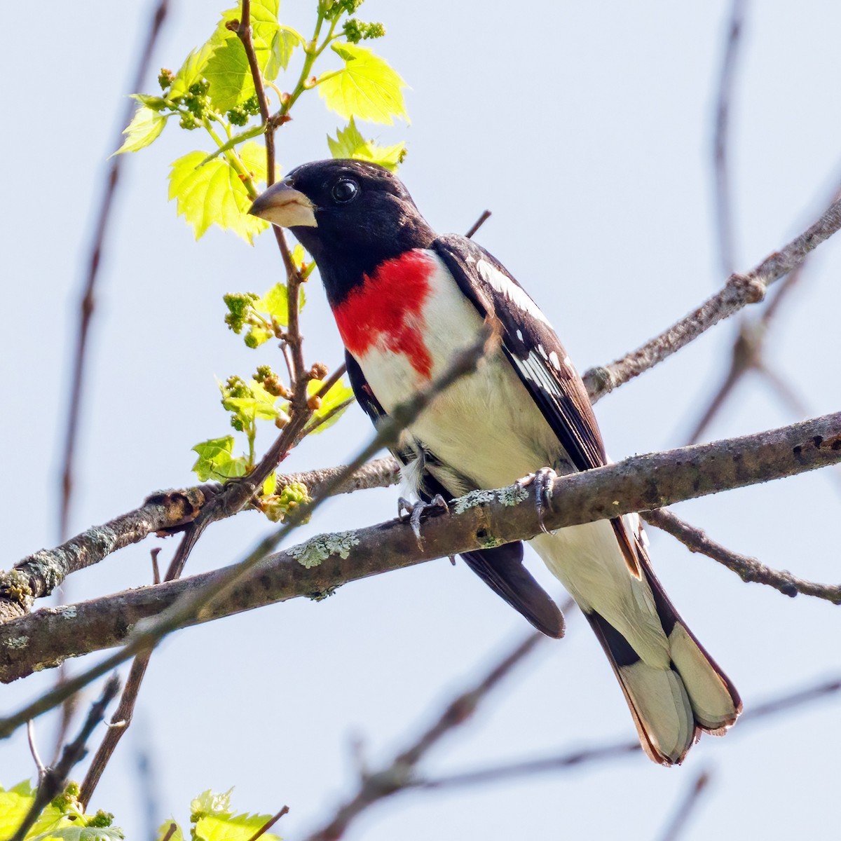 Rose-breasted Grosbeak - Michel Laquerre