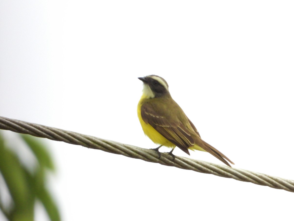 Social Flycatcher - Manuel Pérez R.