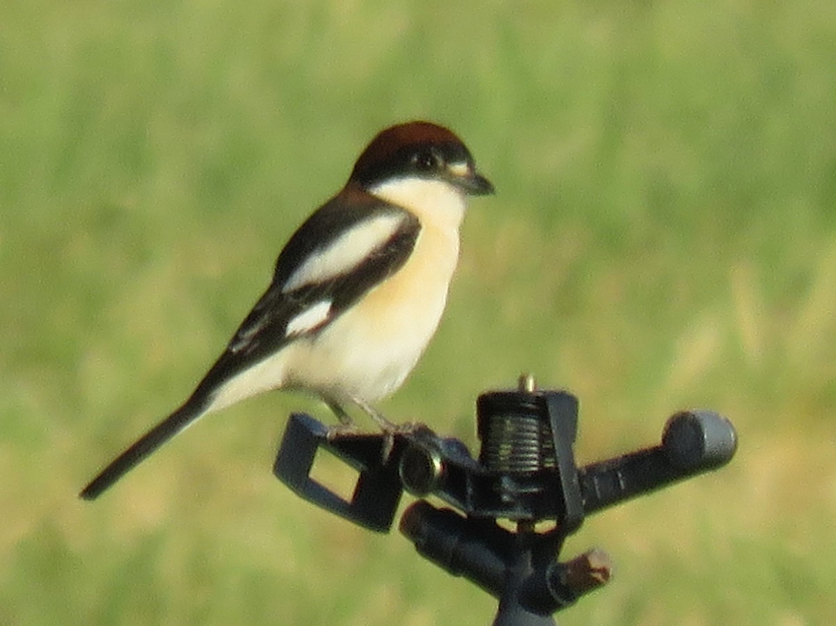 Woodchat Shrike (Caucasian) - Stephen Taylor