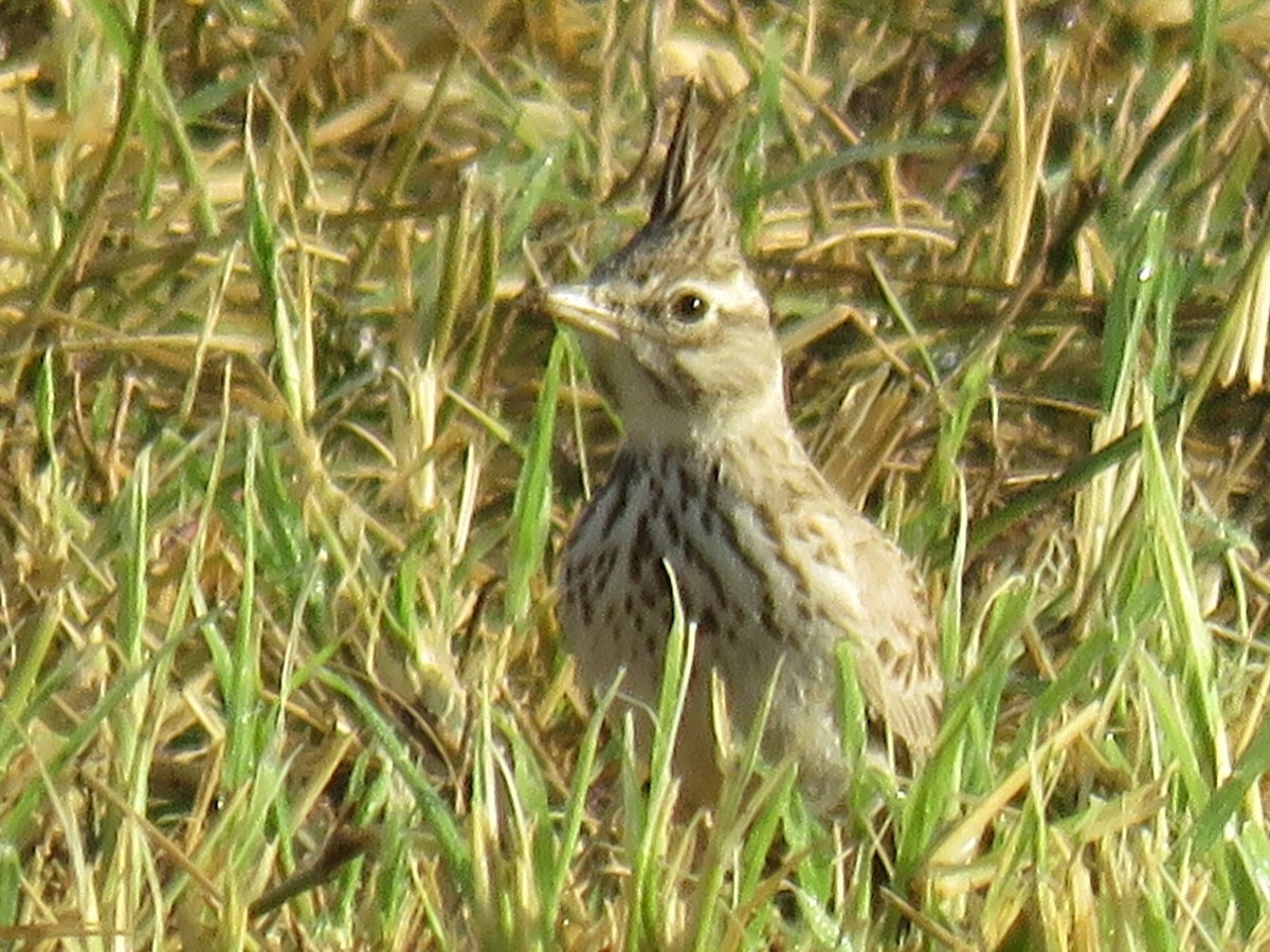 Crested Lark - Stephen Taylor