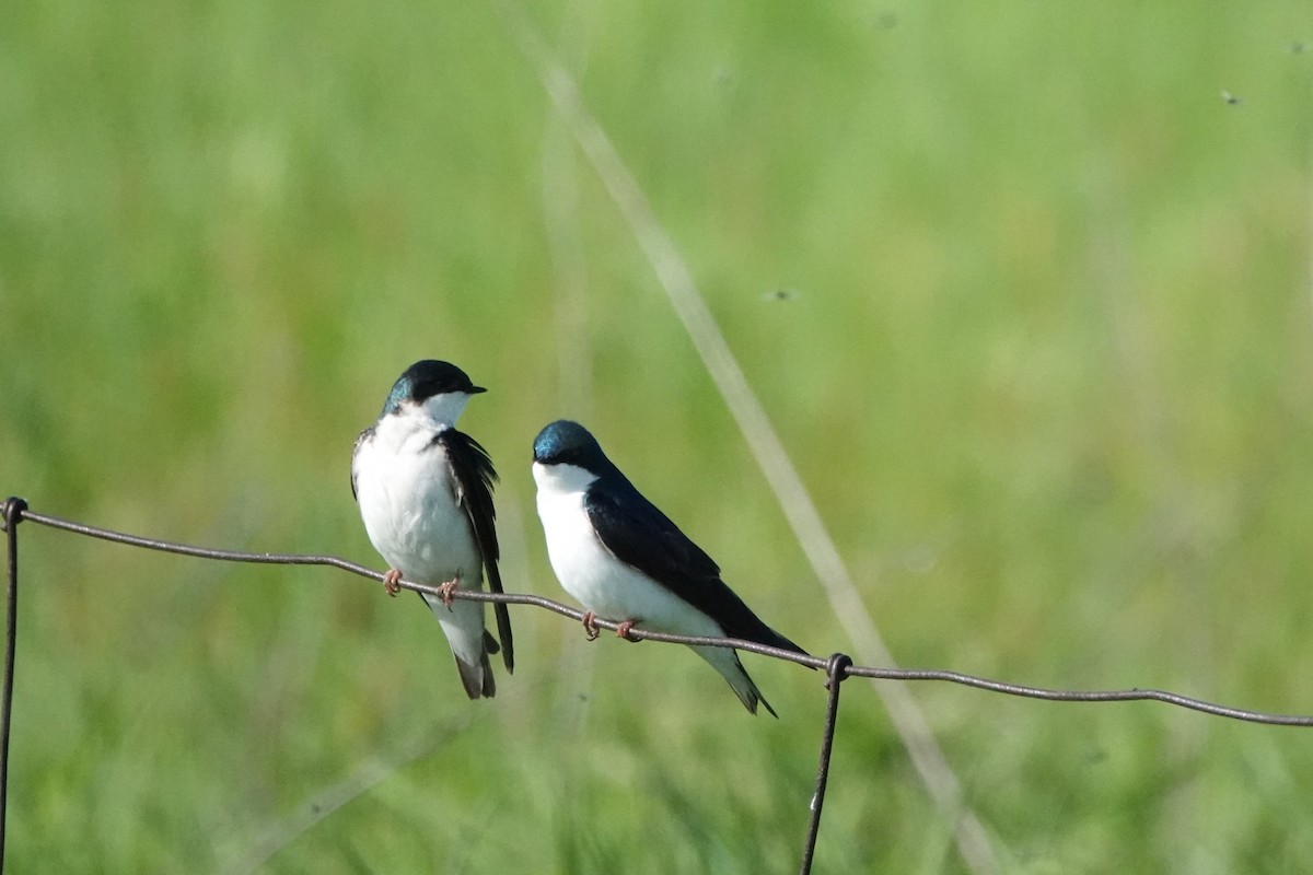 Golondrina Bicolor - ML619482761