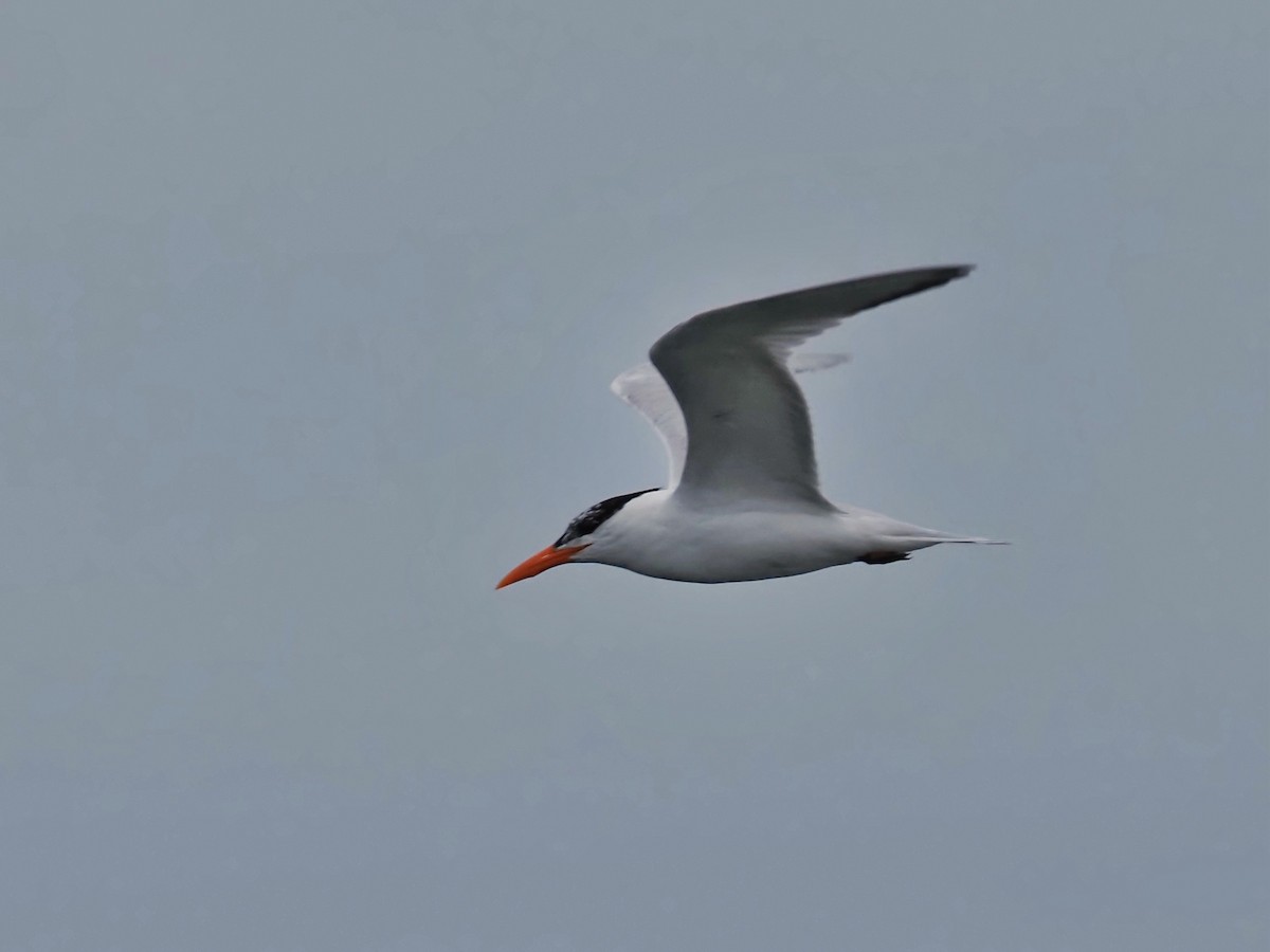 Royal Tern - Gjon Hazard