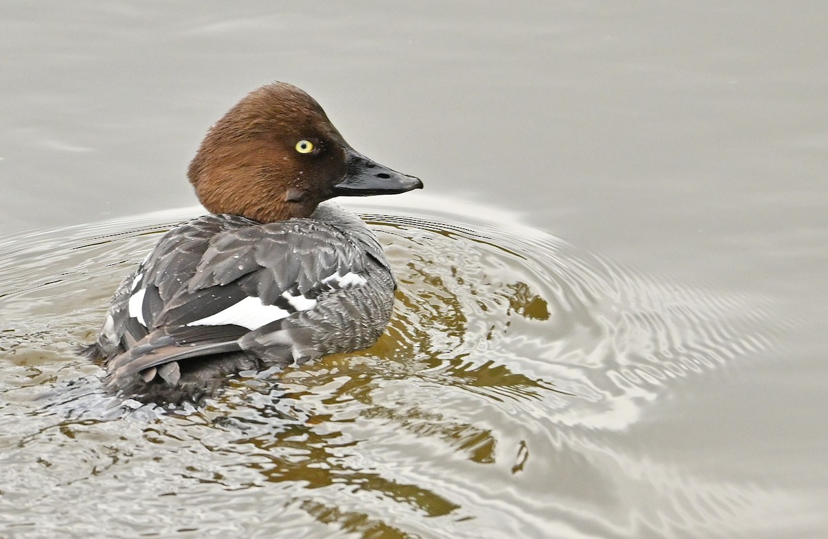 Common Goldeneye - Wayne Oakes