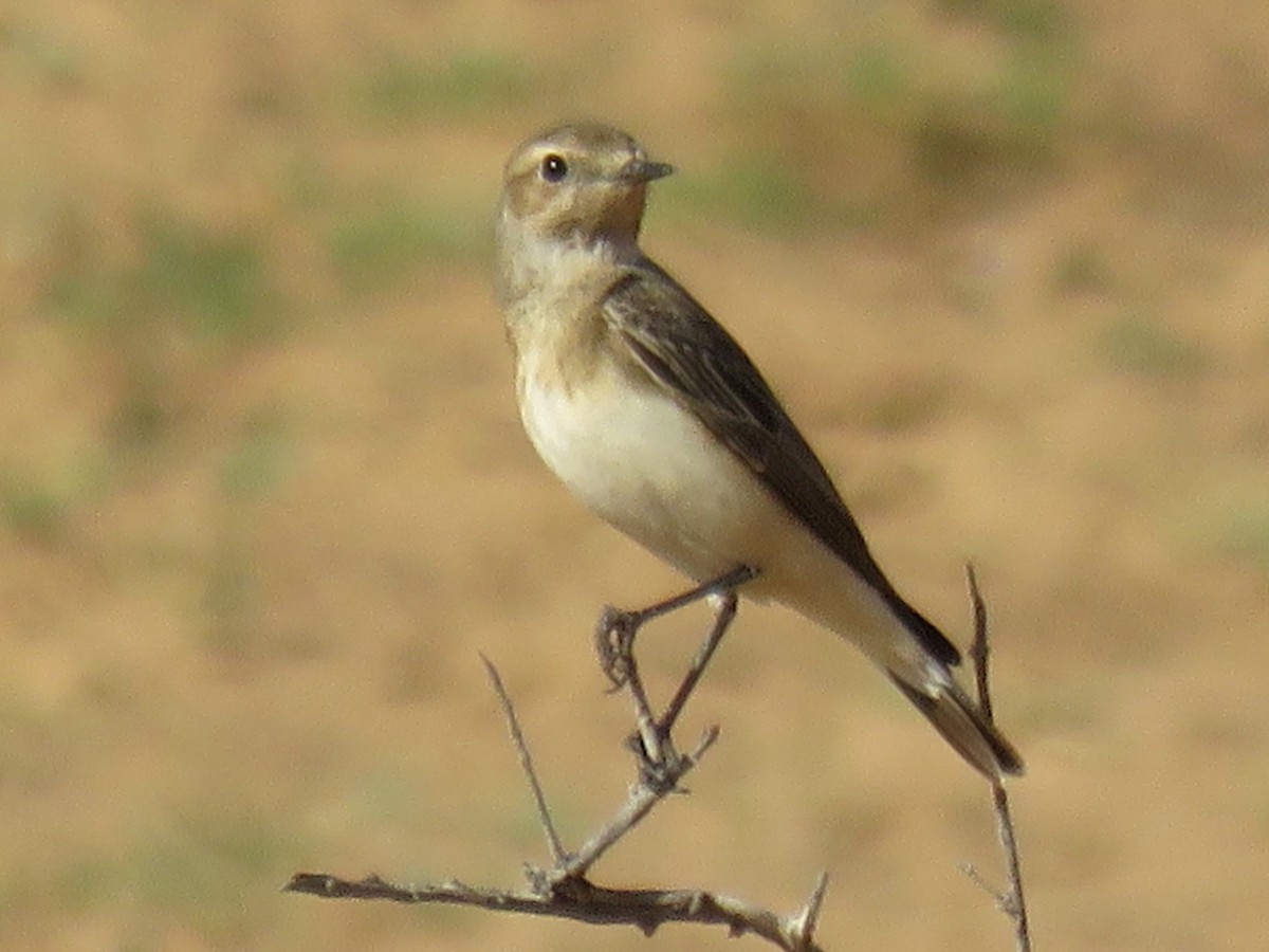 Pied Wheatear - Stephen Taylor