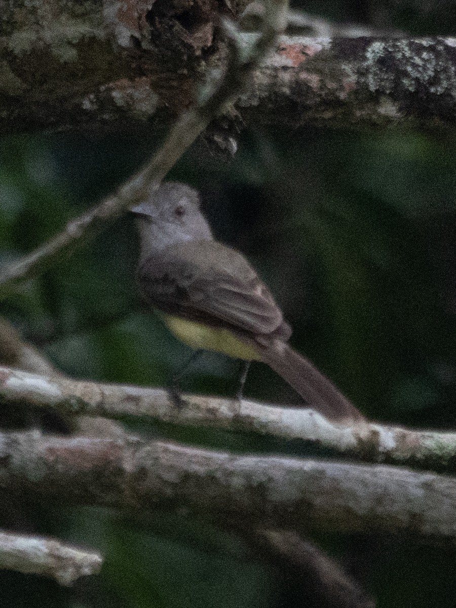 Panama Flycatcher - Rene sun