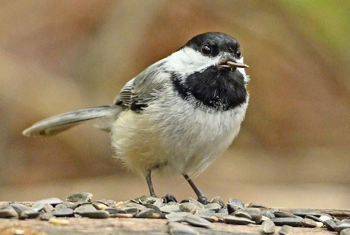 Black-capped Chickadee - Wayne Oakes