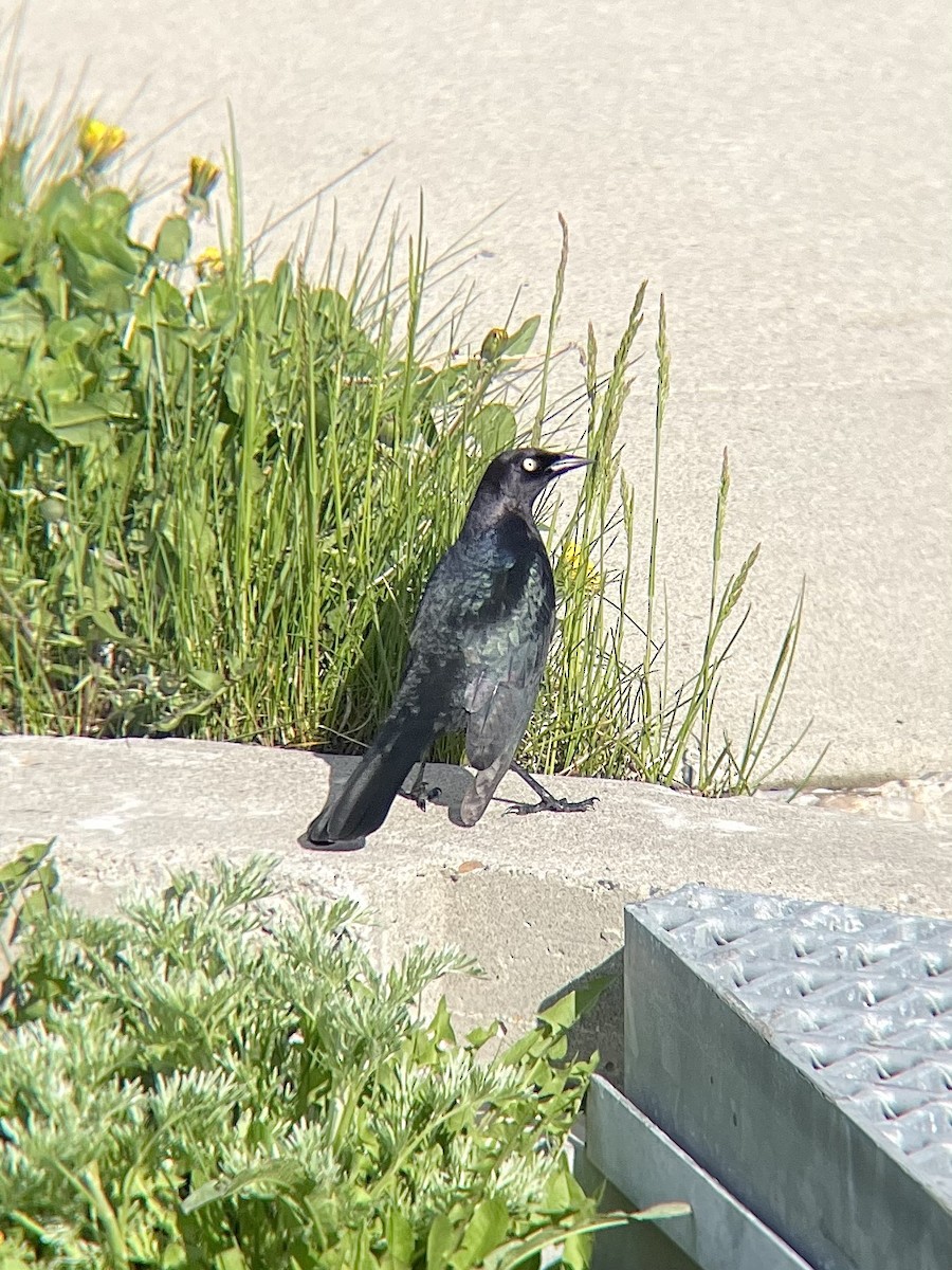 Brewer's Blackbird - Kelsey B