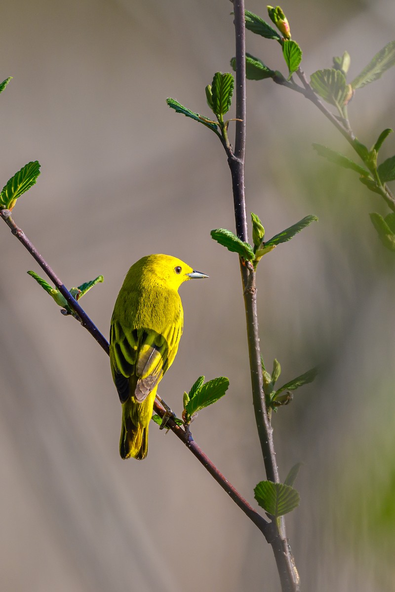 Yellow Warbler - Alain Kemp