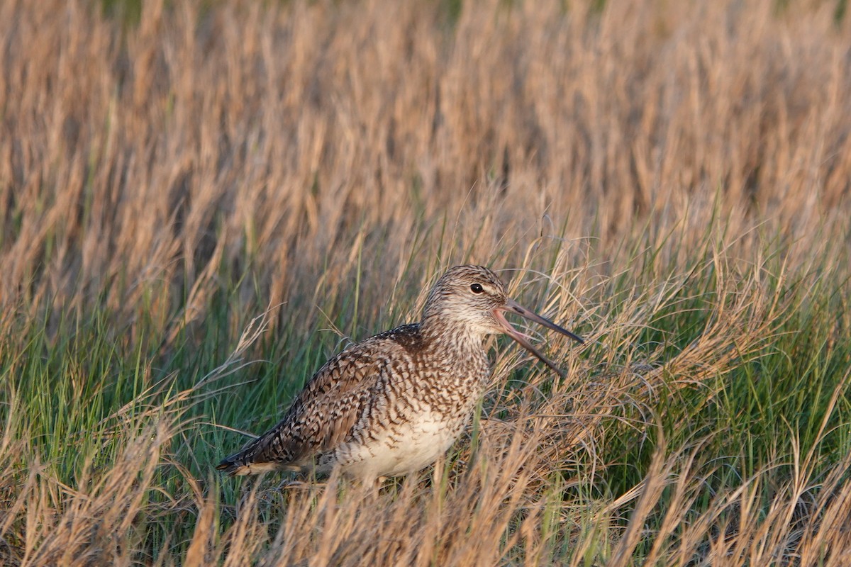 Willet - Deirdre Robinson