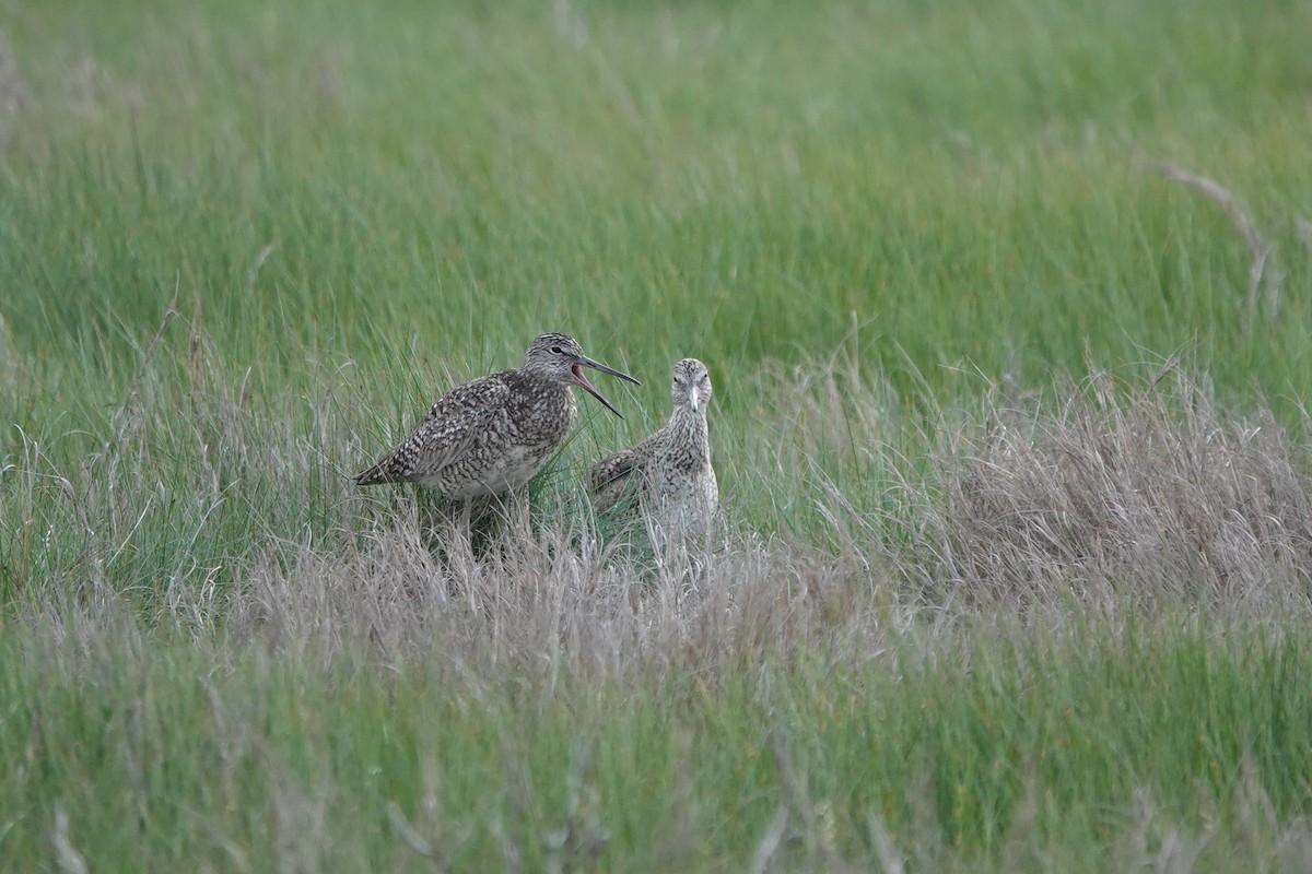 Willet - Deirdre Robinson