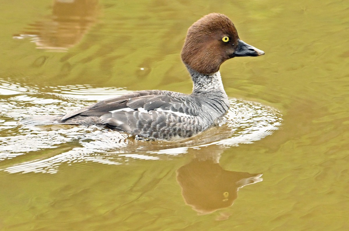 Common Goldeneye - Wayne Oakes