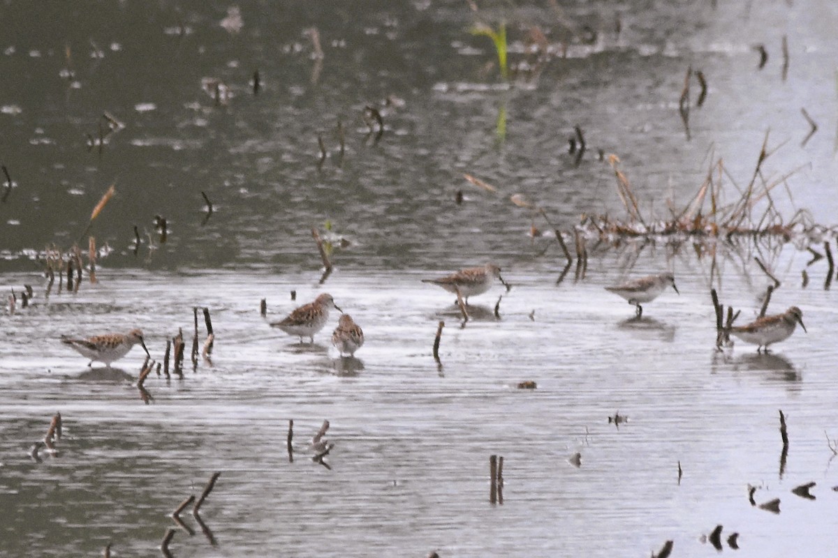 White-rumped Sandpiper - Mark Greene