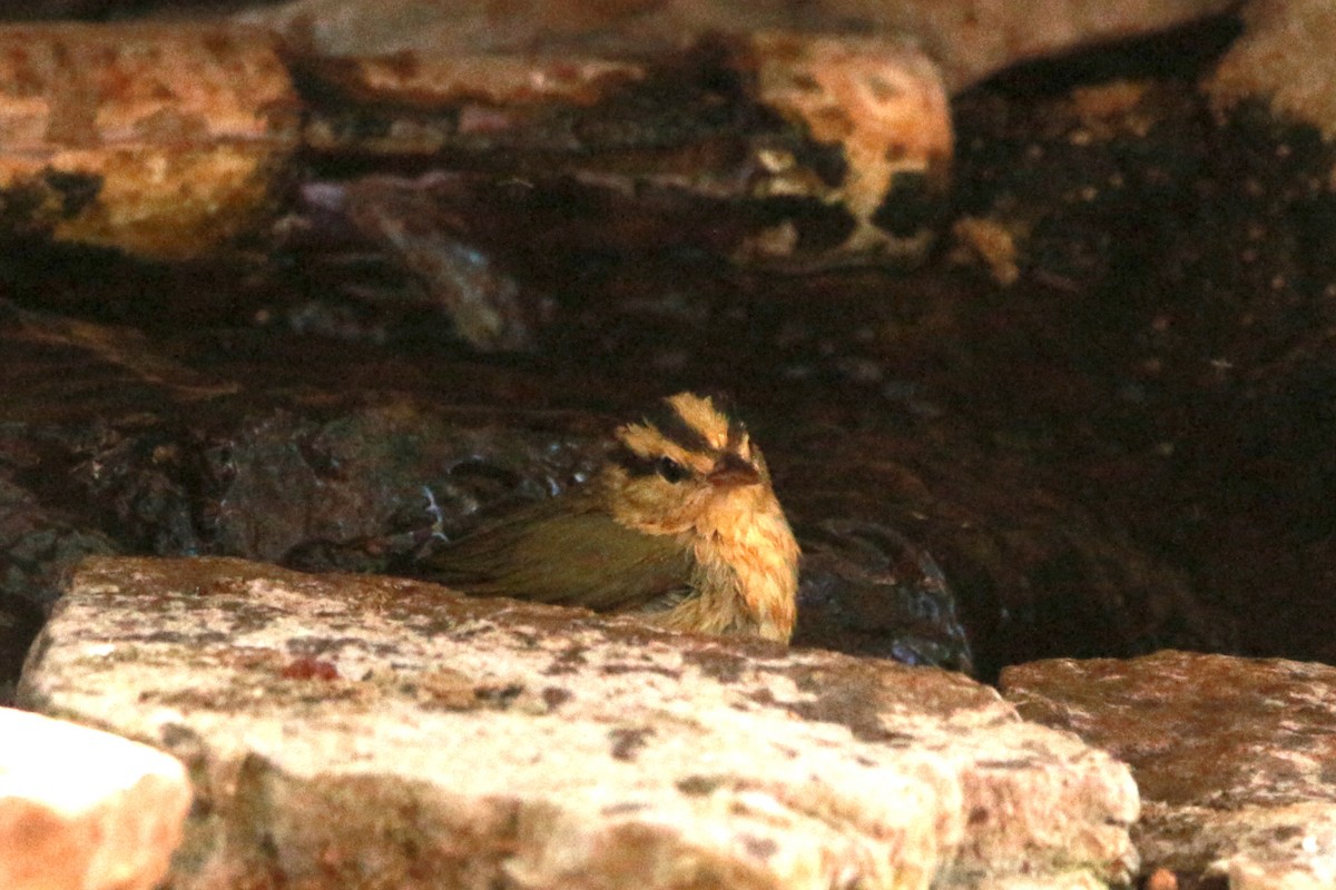 Worm-eating Warbler - Jesse Pline