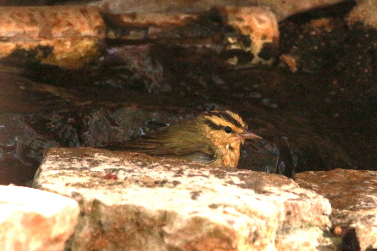 Worm-eating Warbler - Jesse Pline