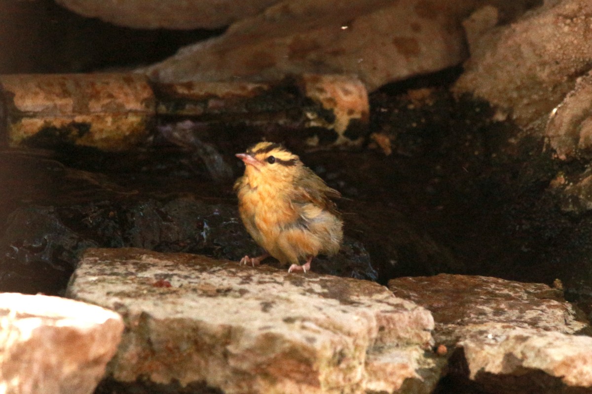 Worm-eating Warbler - Jesse Pline