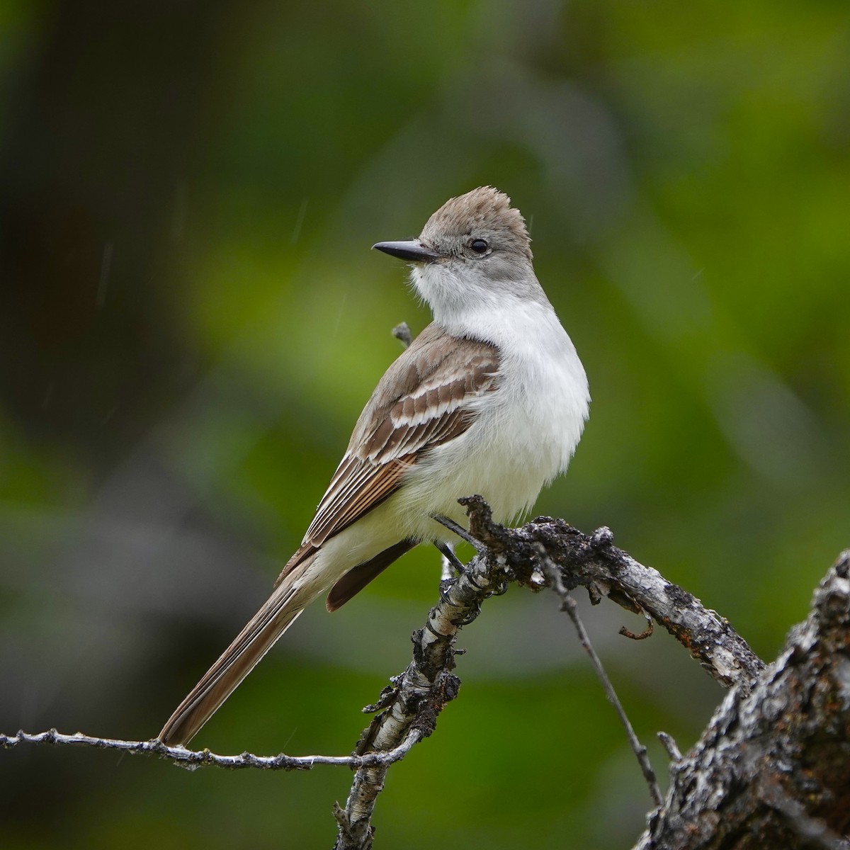 Ash-throated Flycatcher - Jordan Gunn