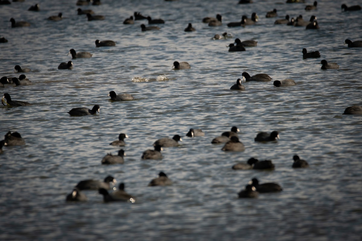 American Coot - Rob Cochran