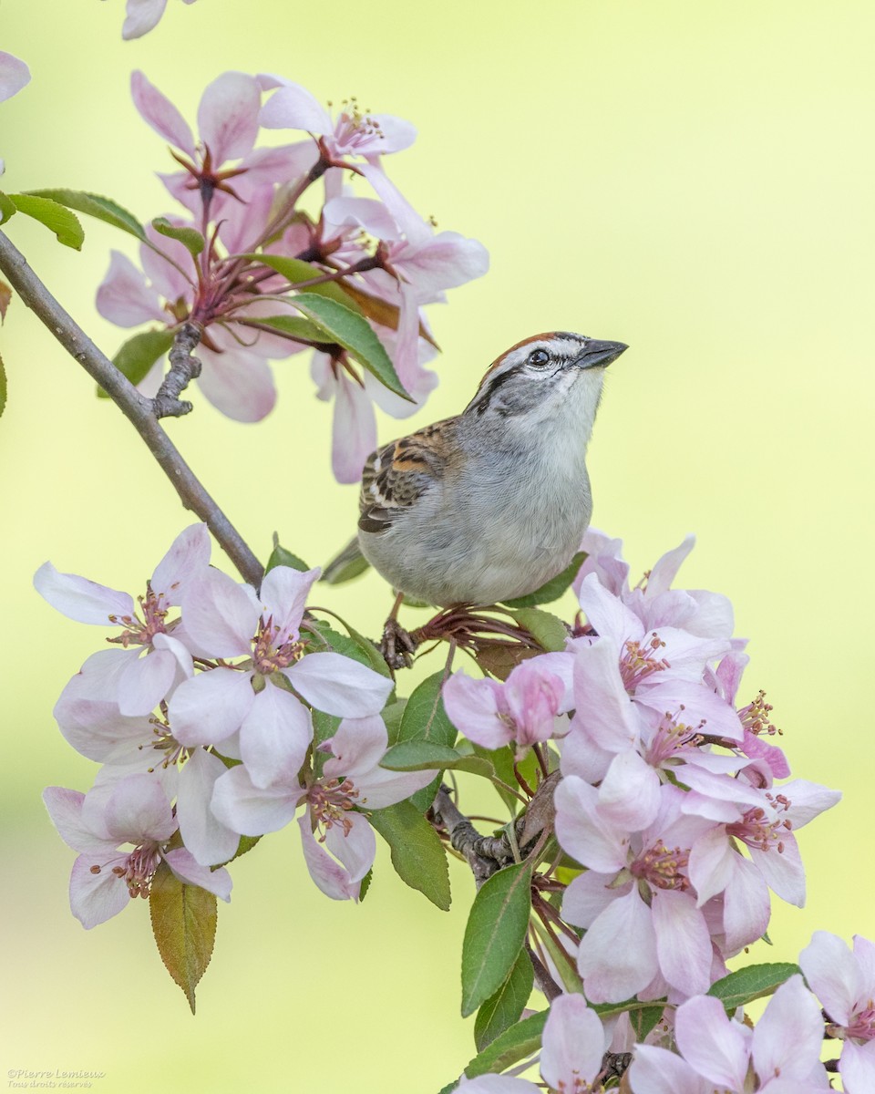 Chipping Sparrow - Pierre Lemieux