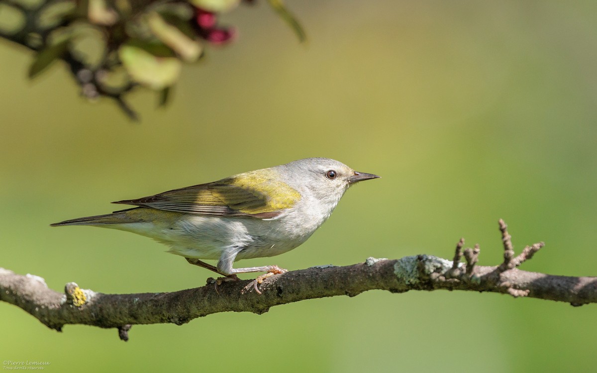 Tennessee Warbler - Pierre Lemieux