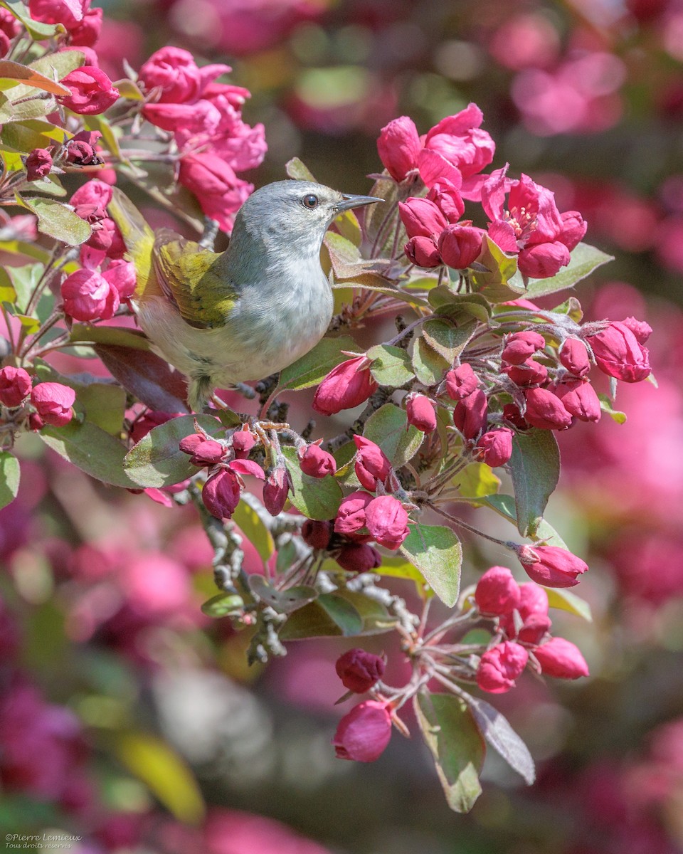 Tennessee Warbler - Pierre Lemieux