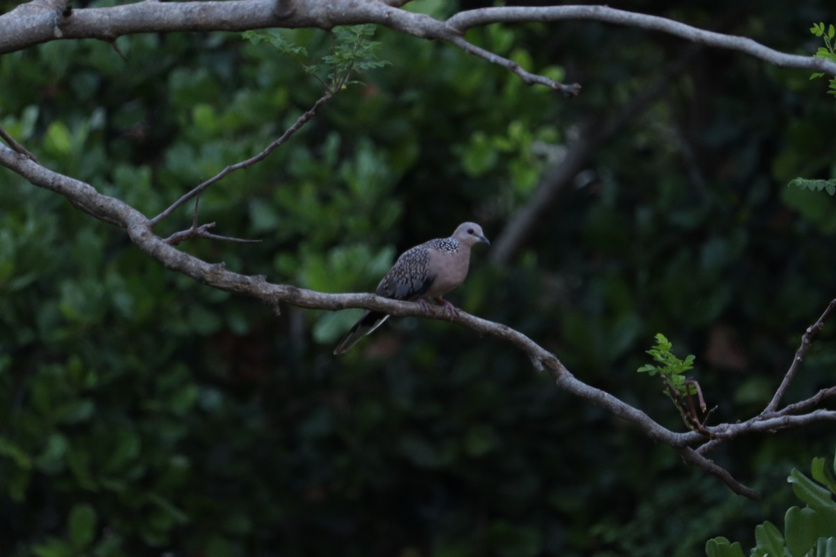 Spotted Dove - Rajalaxmi Kar