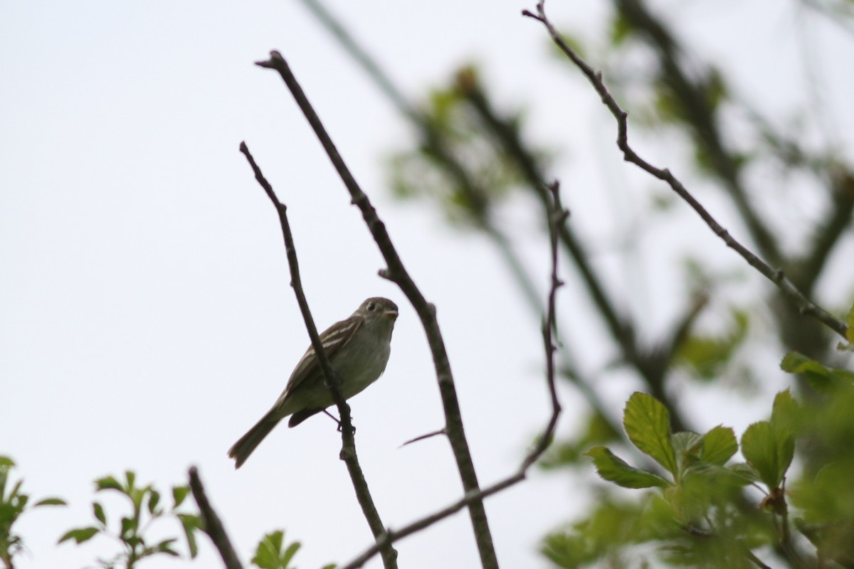 Least Flycatcher - Lily Morello