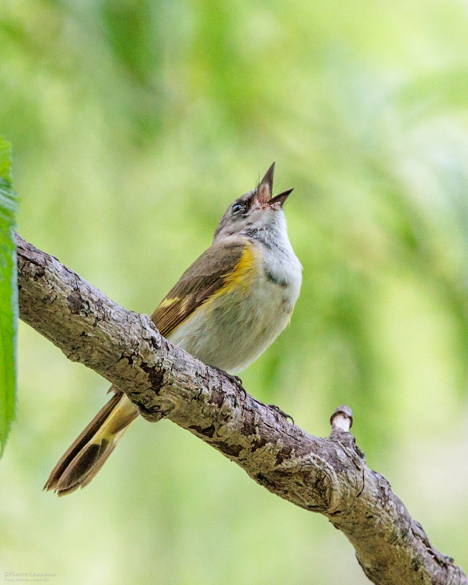 American Redstart - Pierre Lemieux