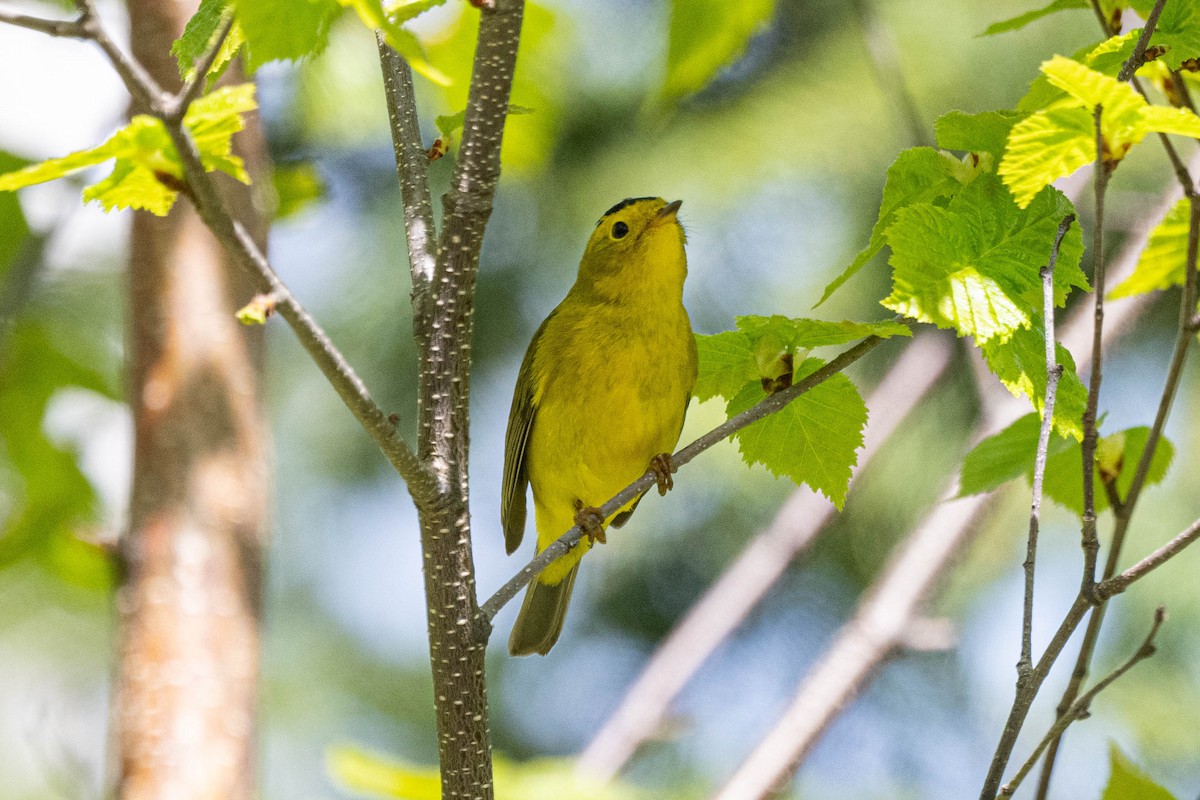 Wilson's Warbler - André Desrochers