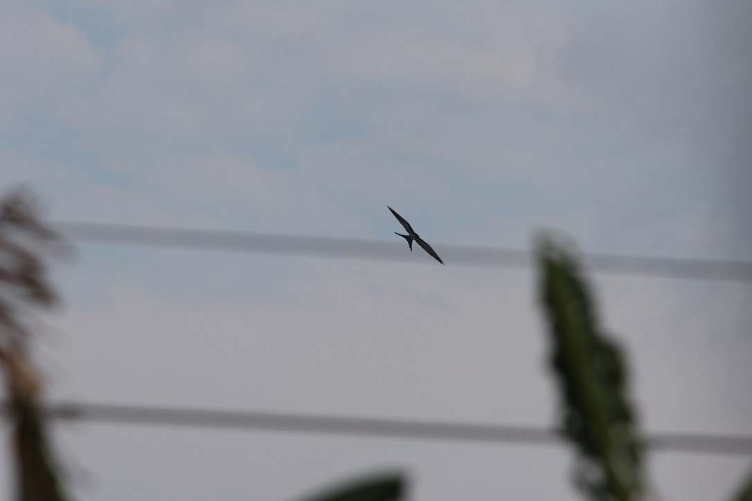 Swallow-tailed Kite - Mary Pothoven