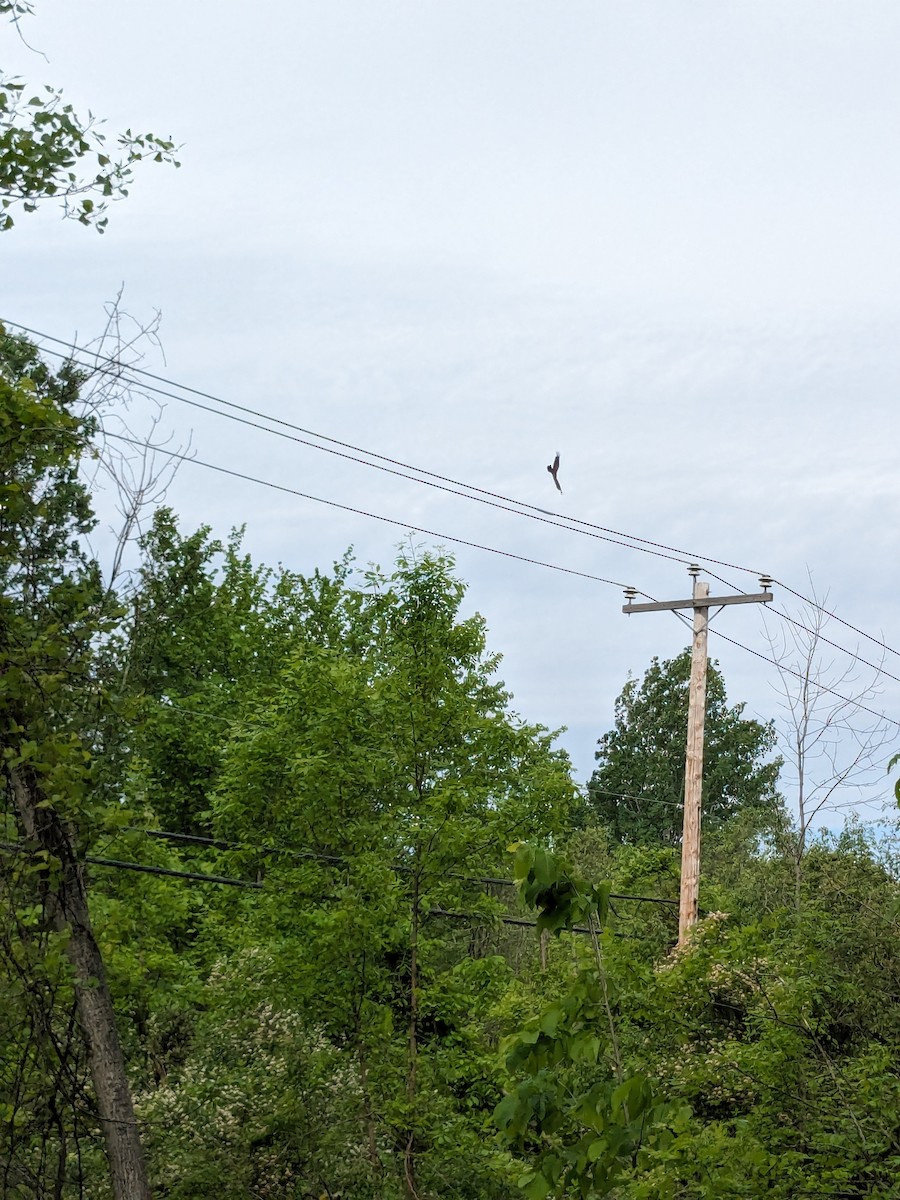 Turkey Vulture - ML619482896