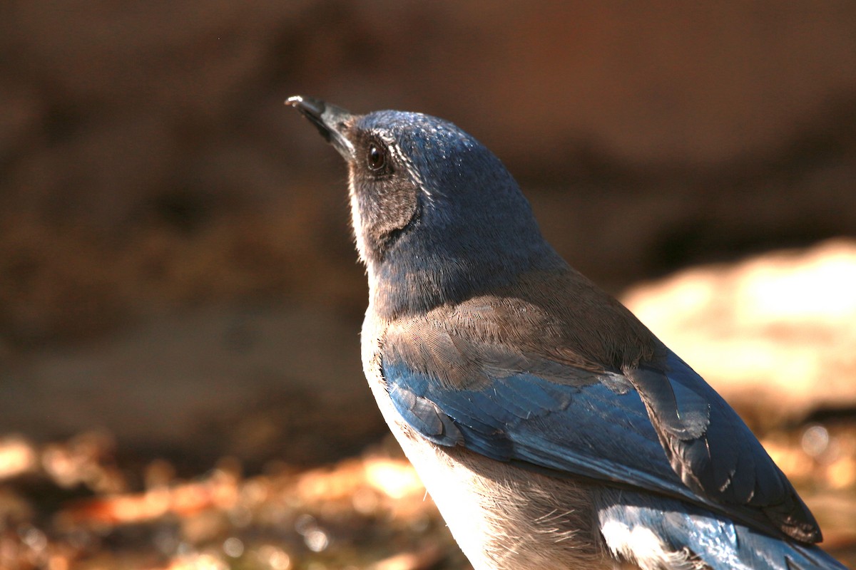 Woodhouse's Scrub-Jay - Jesse Pline