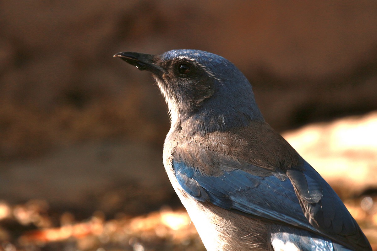 Woodhouse's Scrub-Jay - Jesse Pline